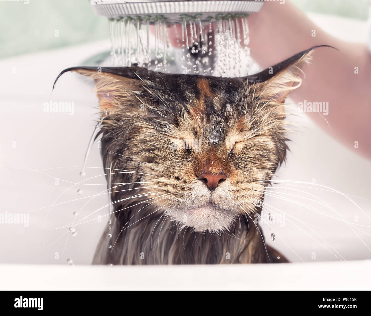 Download Cute Funny Cat Angry Reaction Bath Time Pictures