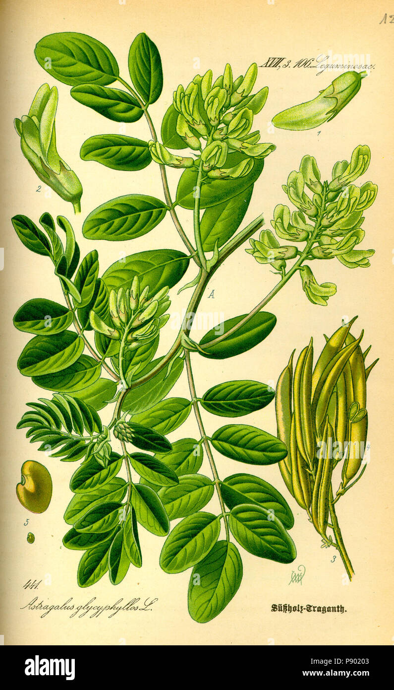 .   336 Illustration Astragalus glycyphyllos0 Stock Photo