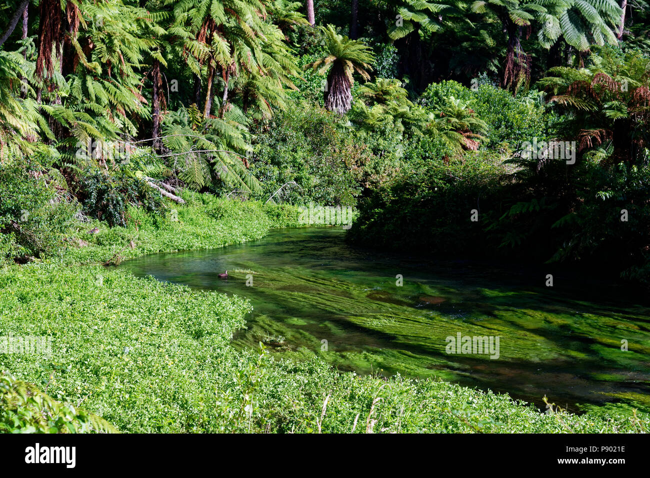 North Island Rivers River surrounded in typical North Island, New Zealand scenery Stock ...