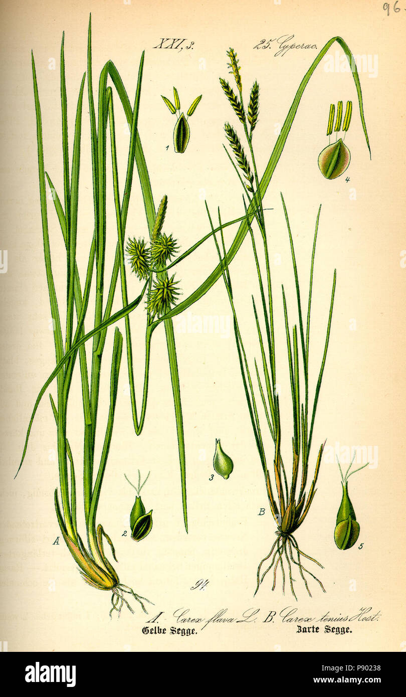 .   336 Illustration Carex brachystachys0 Stock Photo