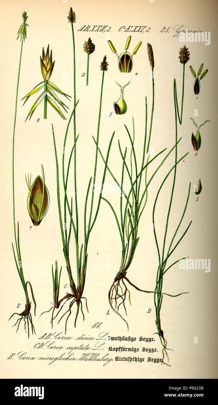 Alpine sedge species diagram hi-res stock photography and images - Alamy