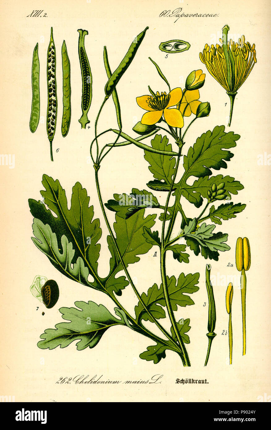 . 336 Illustration Chelidonium majus0 Stock Photo - Alamy