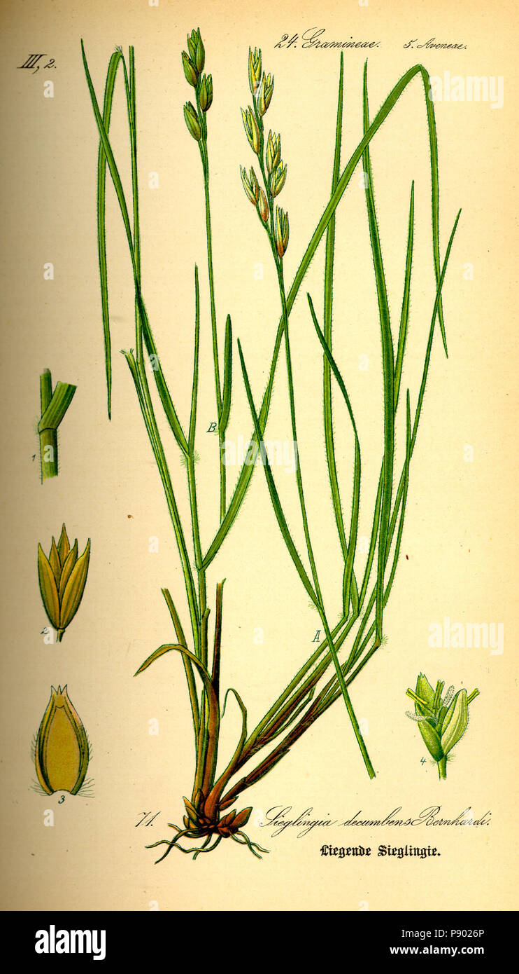 .   336 Illustration Danthonia decumbens0 Stock Photo