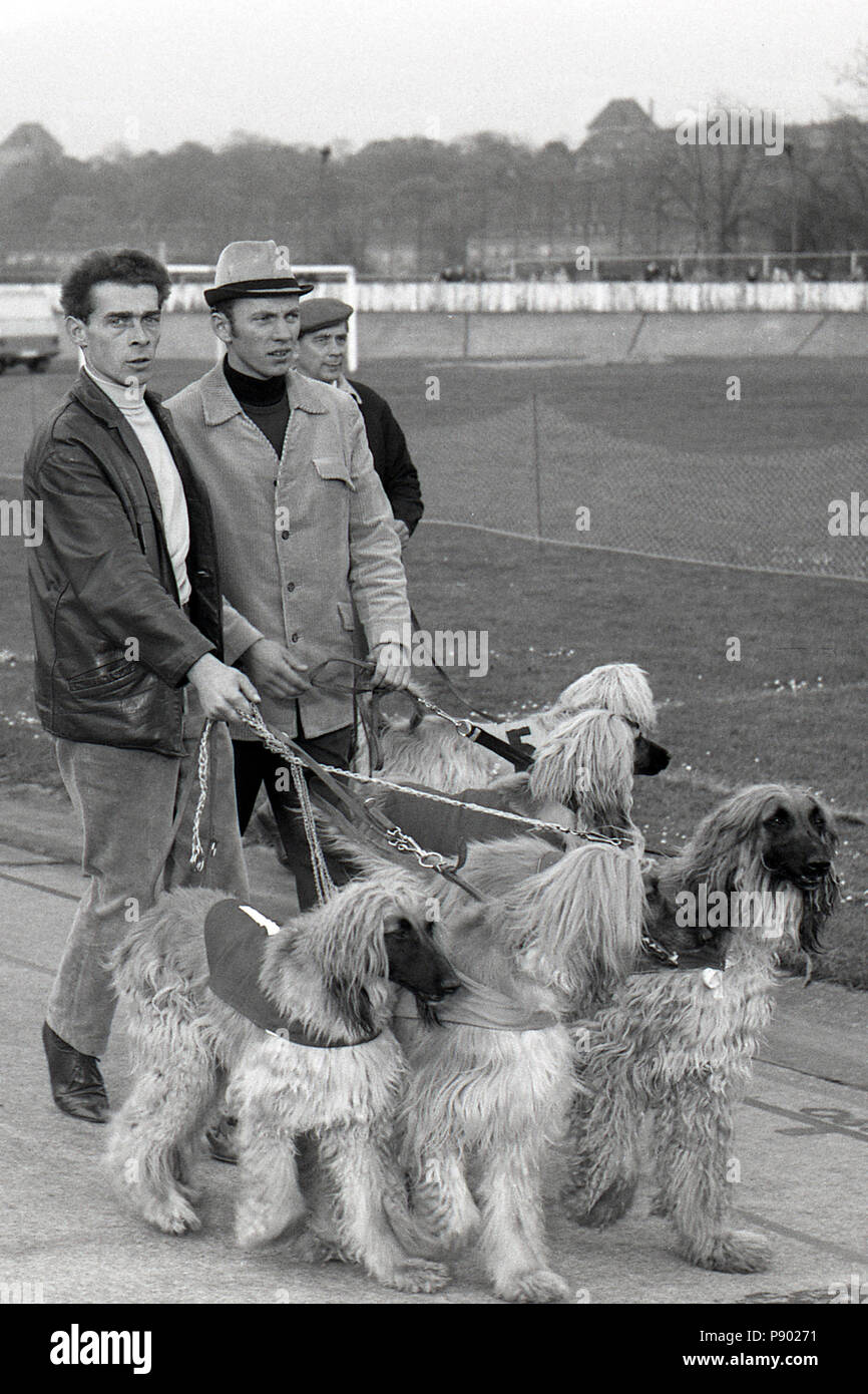 Dresden, GDR, owner of Afghan greyhounds in front of a greyhound race on the former cycle track Johannstadt Stock Photo
