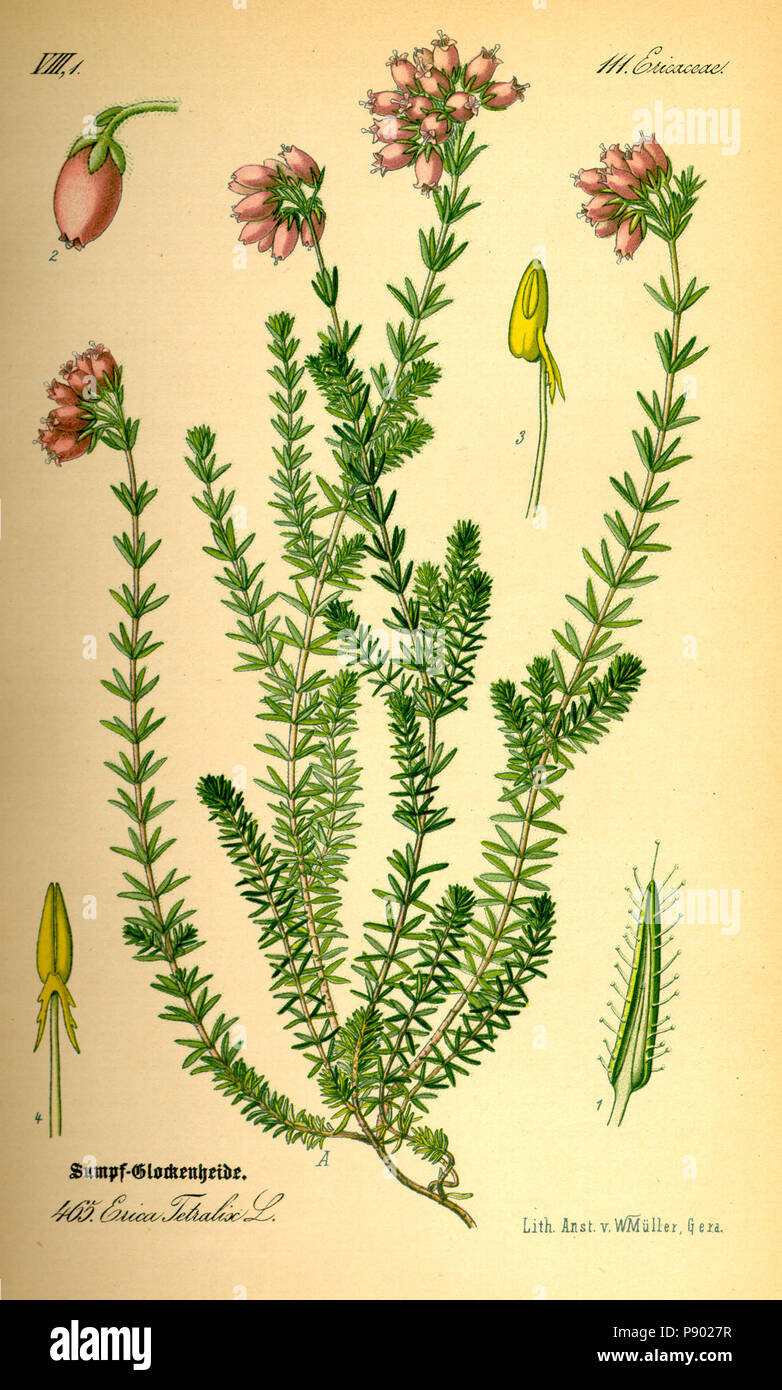 Erica botanical illustration hi-res stock photography and images - Alamy