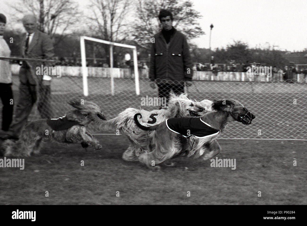 Dresden, GDR, greyhound racing on the former cycle track Johannstadt Stock Photo
