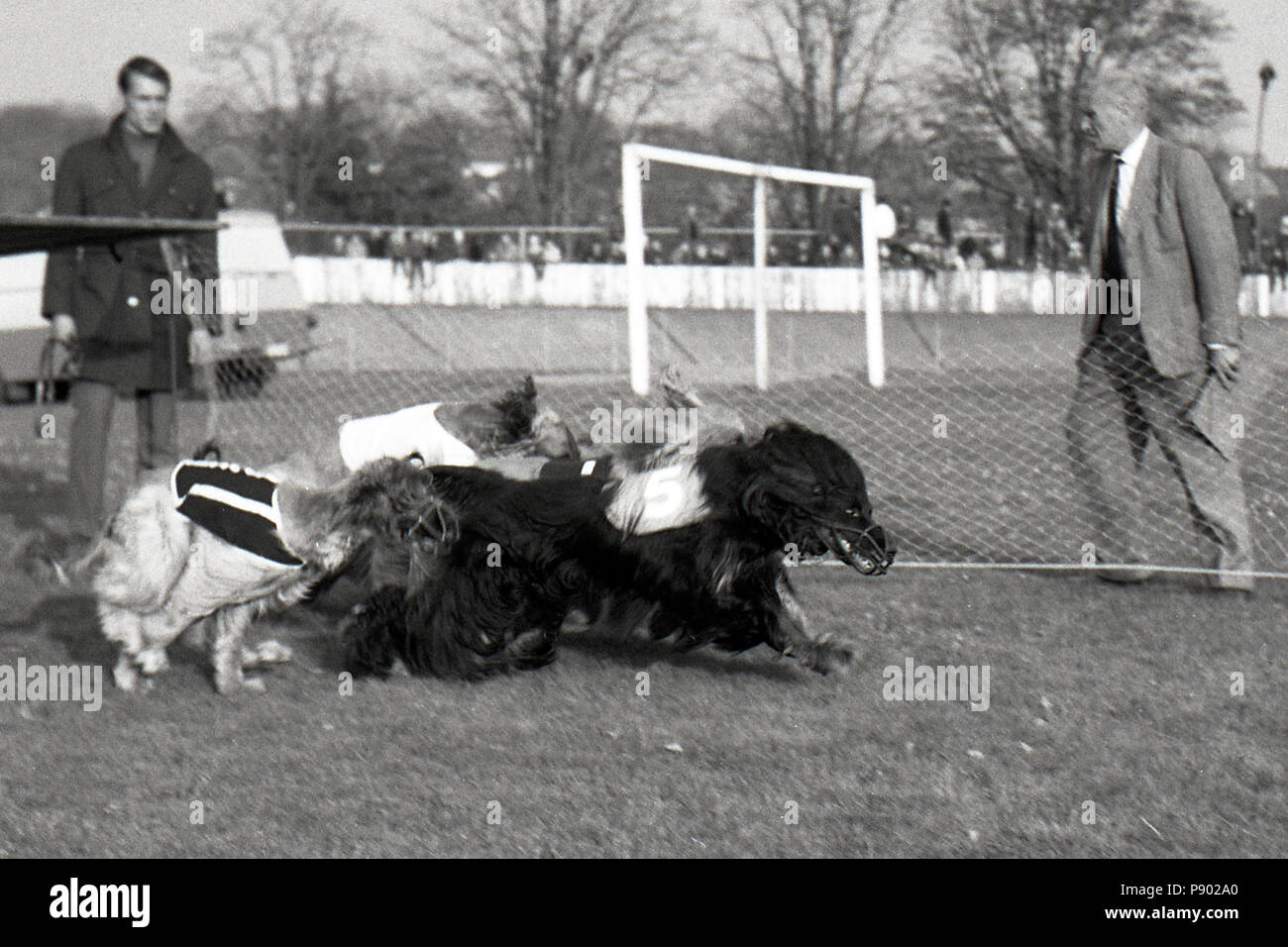 Dresden, GDR, greyhound racing on the former cycle track Johannstadt Stock Photo