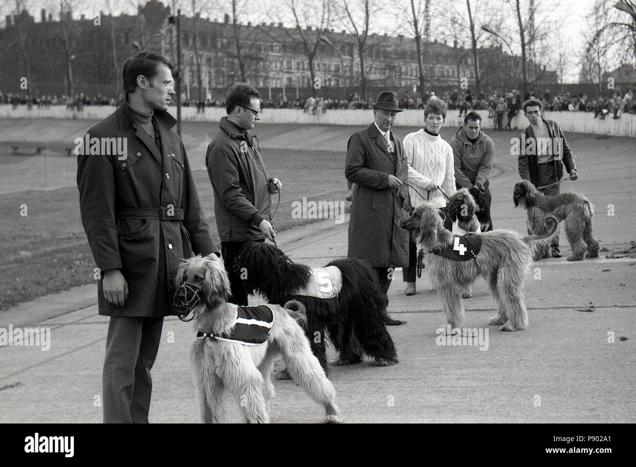 Dresden, GDR, owner of Afghan greyhounds in front of a greyhound race on the former cycle track Johannstadt Stock Photo