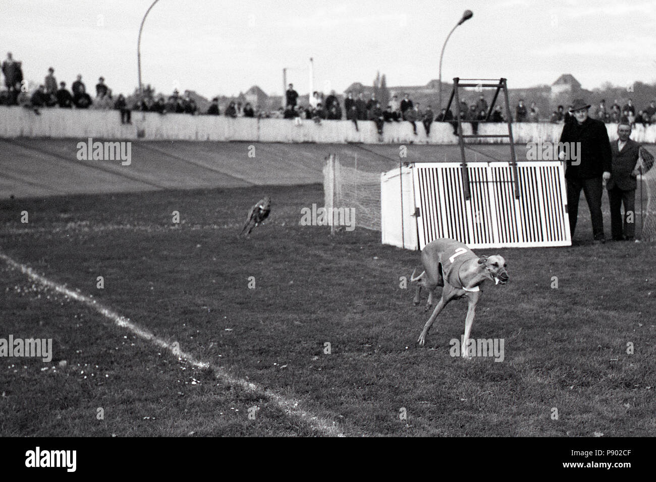 Dresden, GDR, greyhound racing on the former cycle track Johannstadt Stock Photo