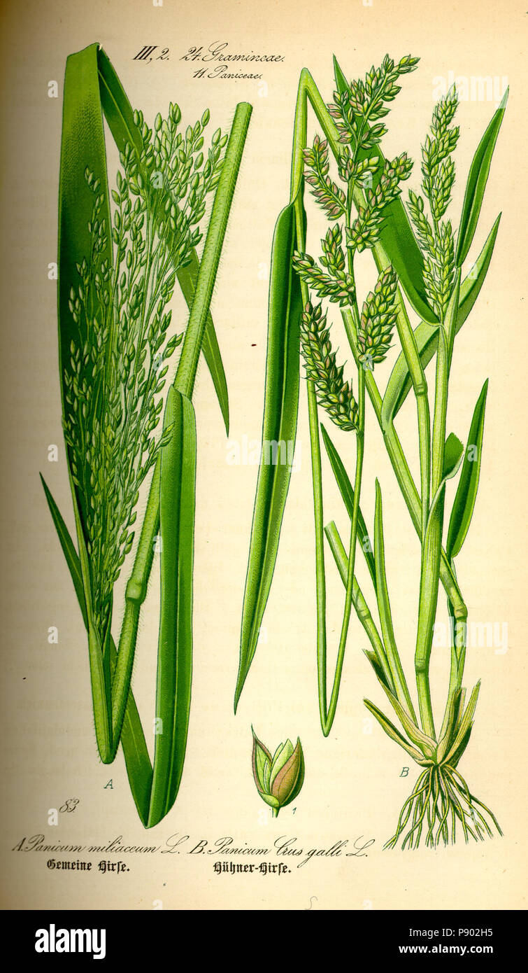 .   337 Illustration Panicum miliaceum and Echinochloa crus-galli0 Stock Photo