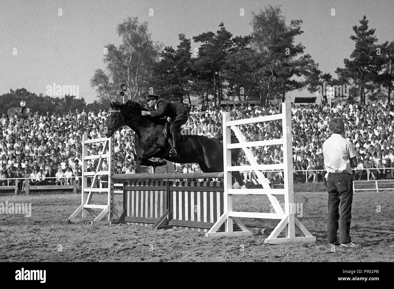 VE Hengstdepot Moritzburg, Springveranlagter Warmblood Stallion in the course at the Moritzburg Stallion Parade Stock Photo