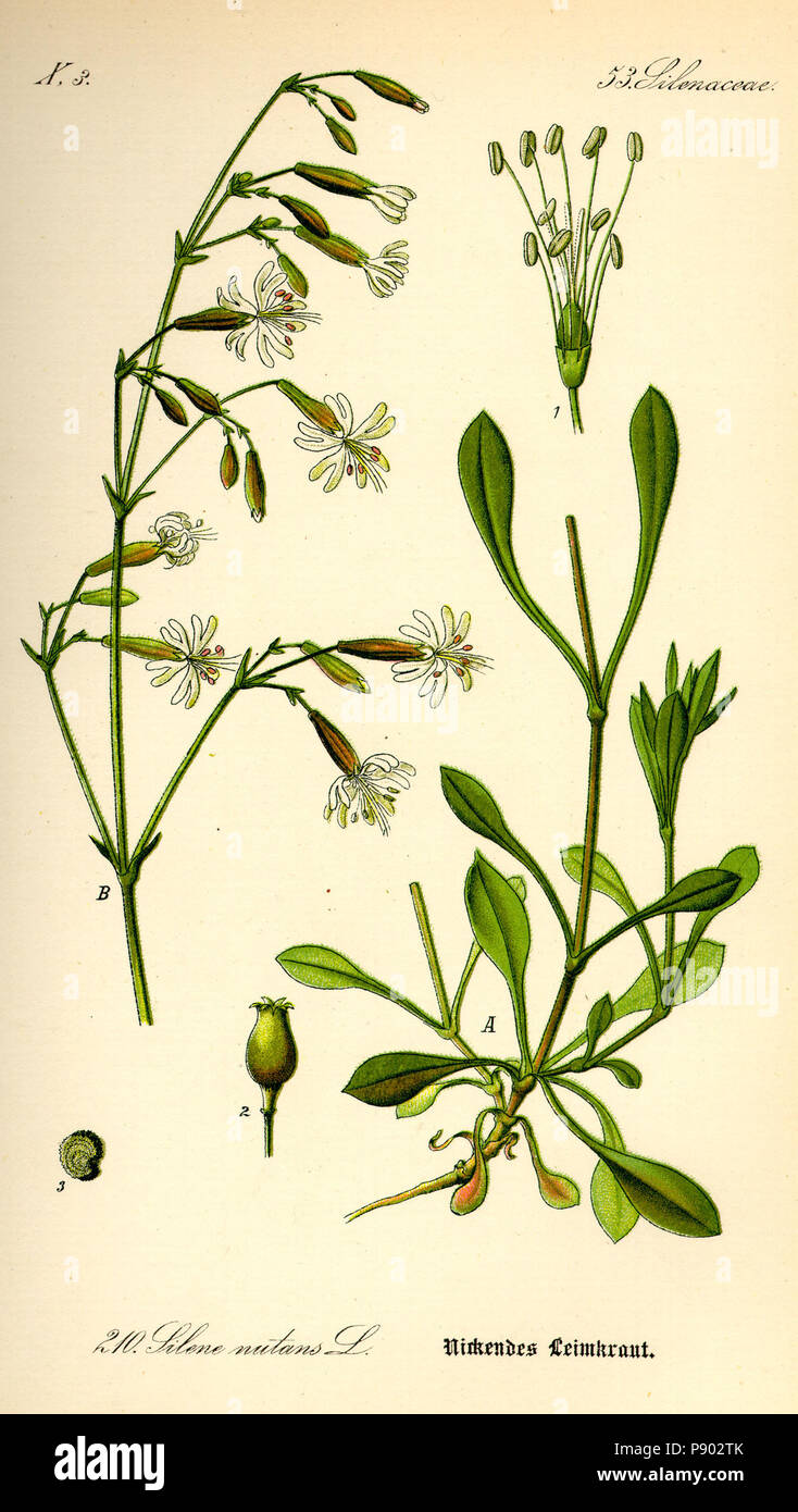 .   338 Illustration Silene nutans0 Stock Photo