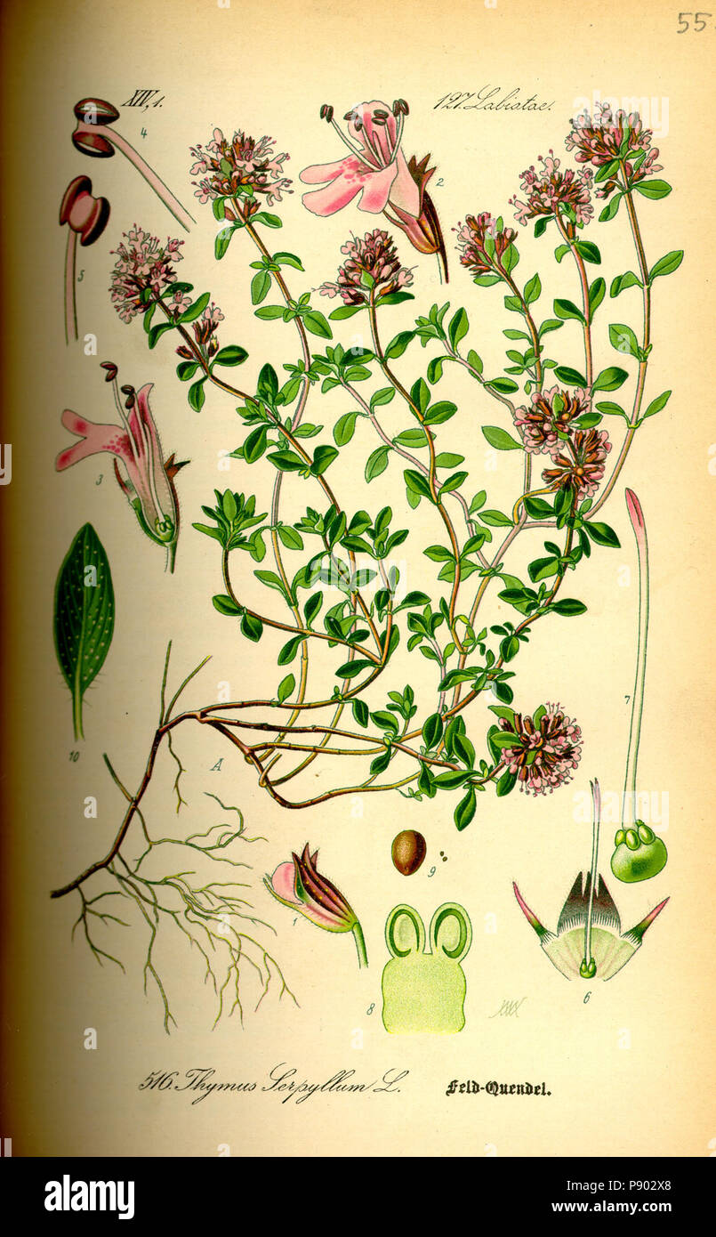 . 338 Illustration Thymus serpyllum0 Stock Photo Alamy