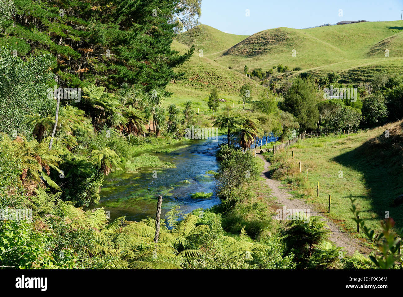 North Island Rivers River surrounded in typical North Island, New Zealand scenery Stock ...