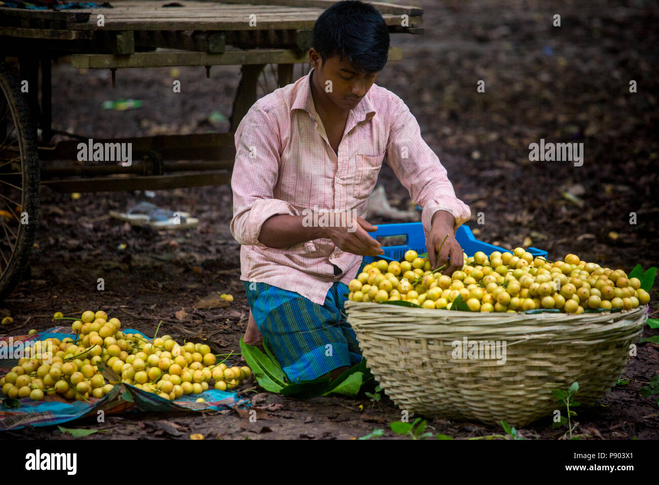 Bangladeshi farmers collect and short Burmese grape at Narsingdi
