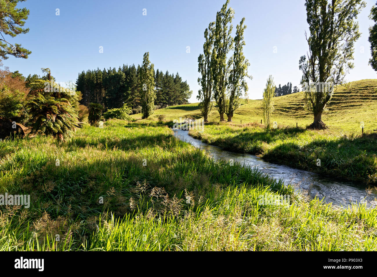 North Island Rivers River surrounded in typical North Island, New Zealand scenery Stock ...