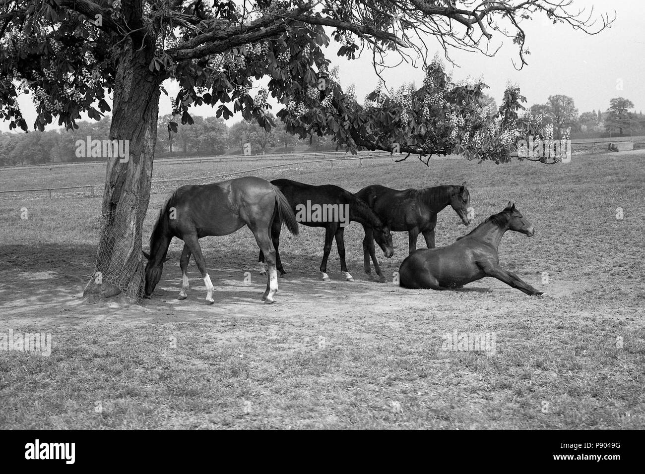 Studded Graditz, horses in the pasture under a shady tree Stock Photo