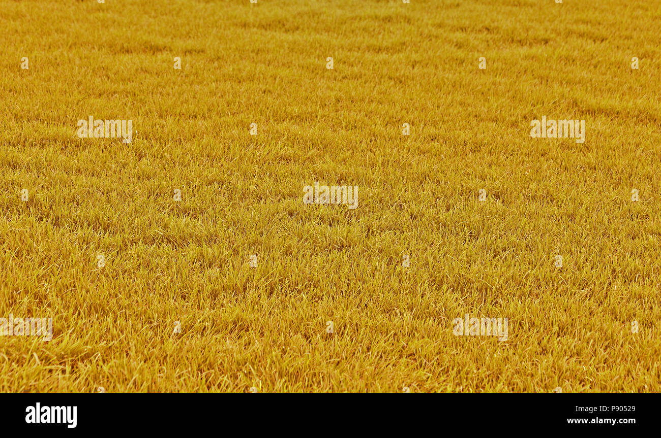 Yellow grass deals