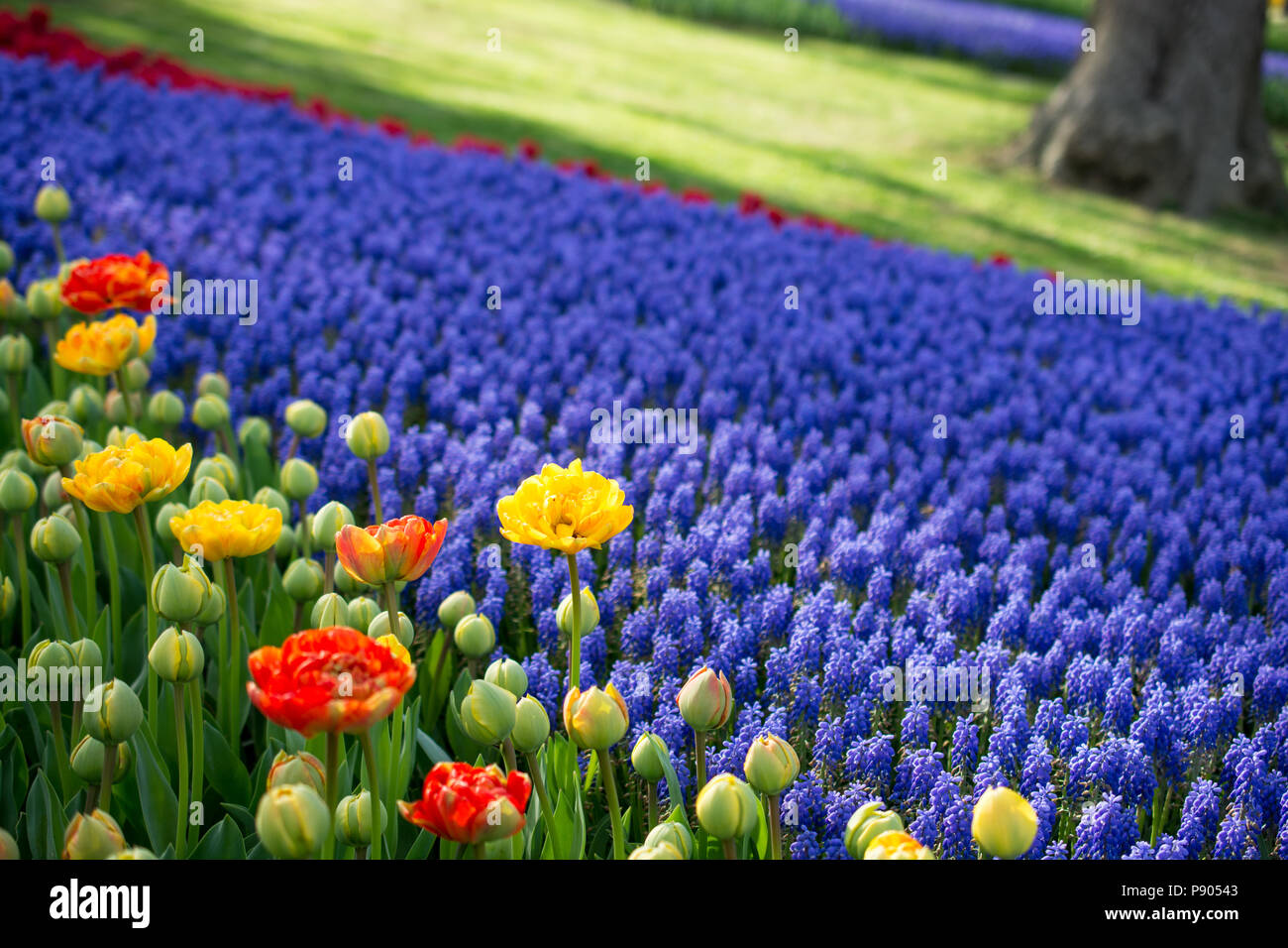 tulips of various colors in nature in spring time Stock Photo - Alamy