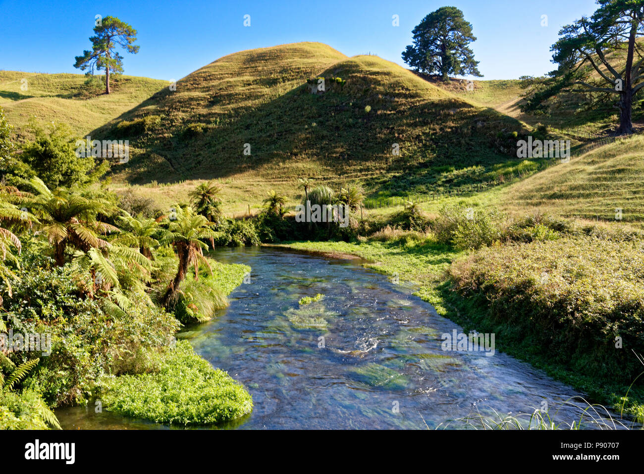 North Island Rivers River surrounded in typical North Island, New Zealand scenery Stock ...