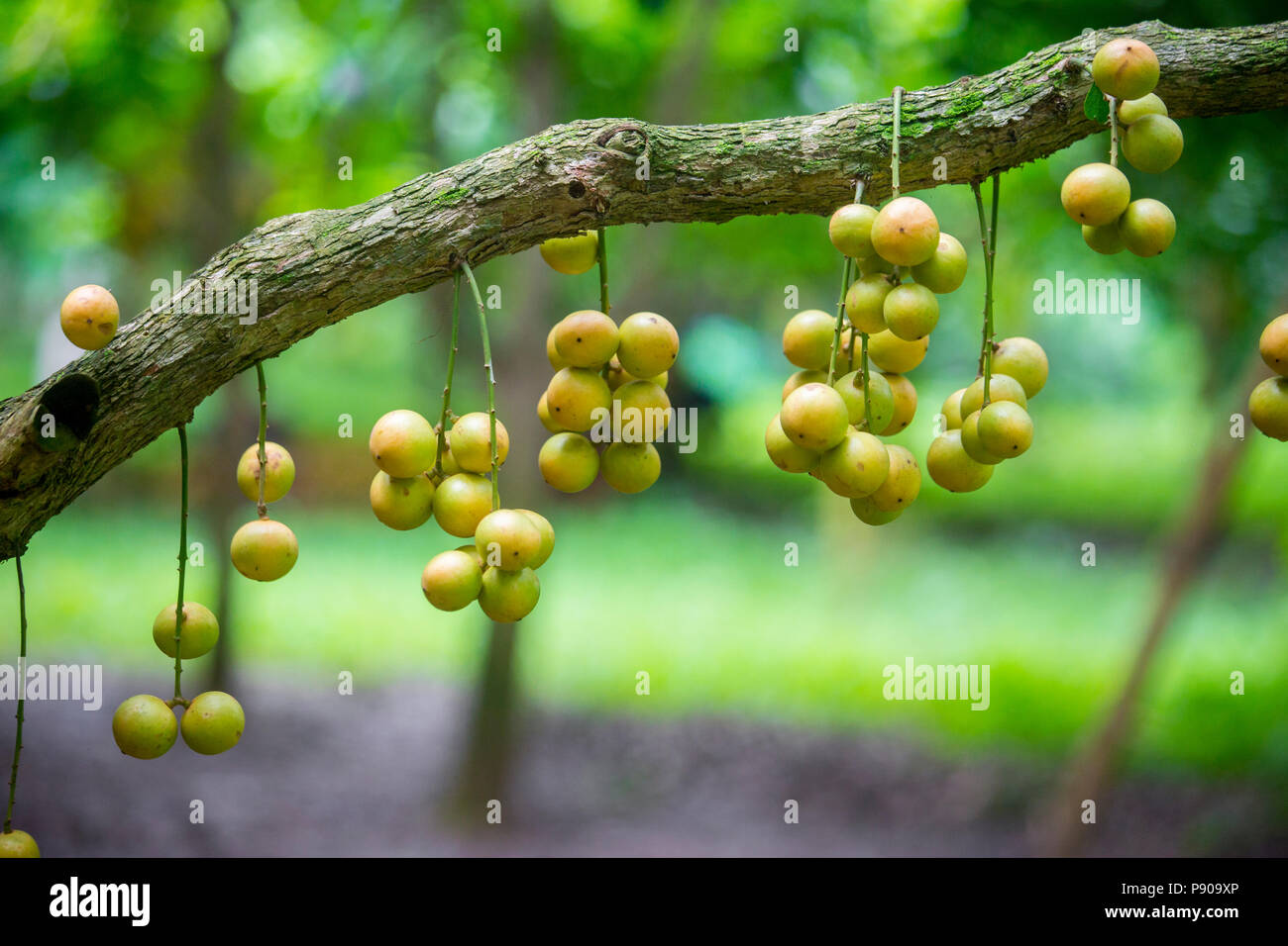 Onalar yashirin kamera porno Ogay ona va ogil haqiqiy jinsiy aloqa