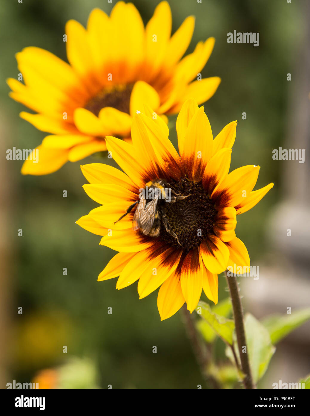 Flower bee on sunflower. Stock Photo