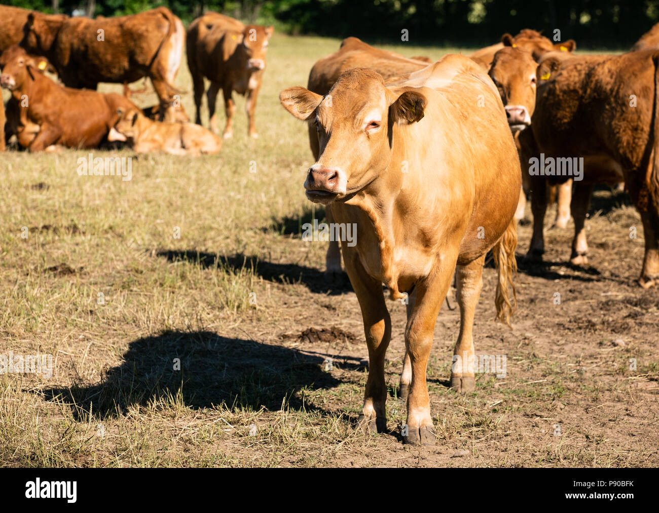 Cattle farm. Organic production. Milk and meat. Healthy cows. Bright