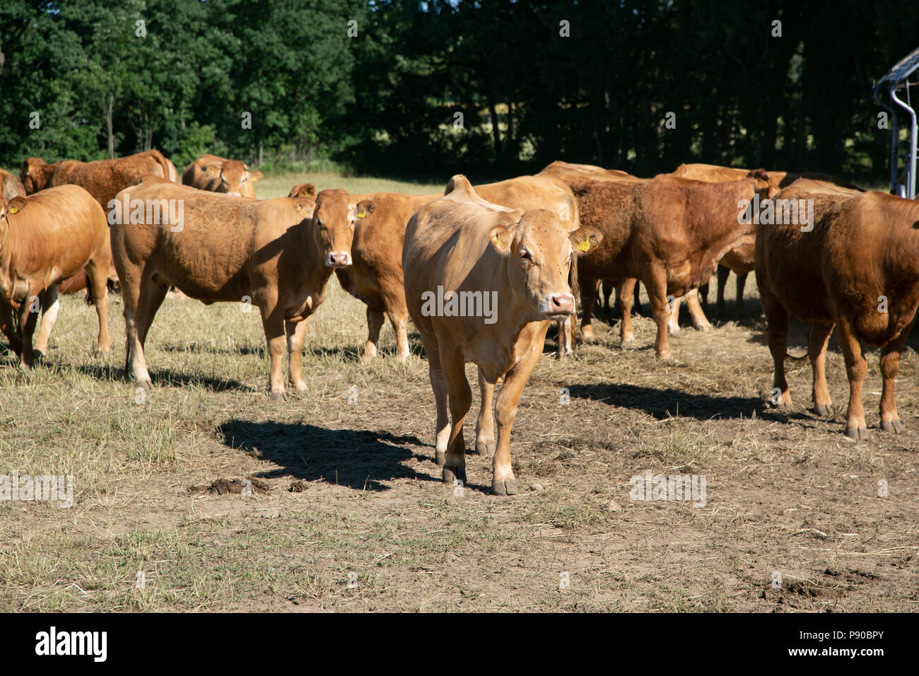 Cattle farm. Organic production. Milk and meat. Healthy cows. Bright summer day Stock Photo