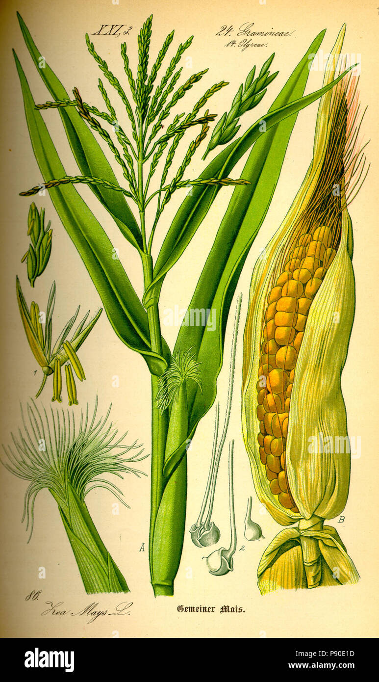 Botanical illustration of maize hi-res stock photography and images - Alamy
