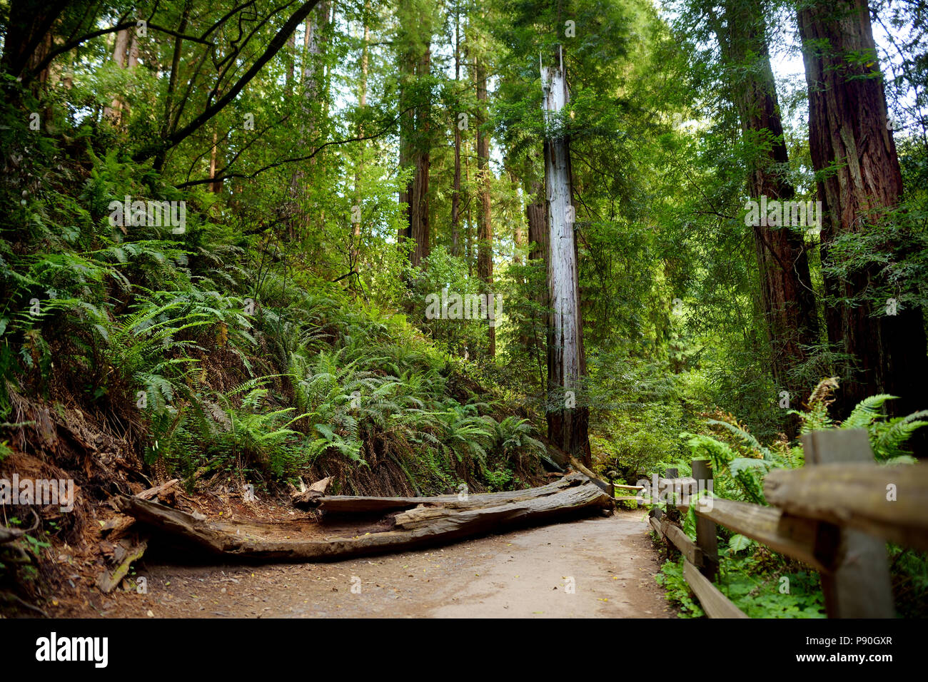 Hiking trails through giant redwoods in Muir forest near San Francisco
