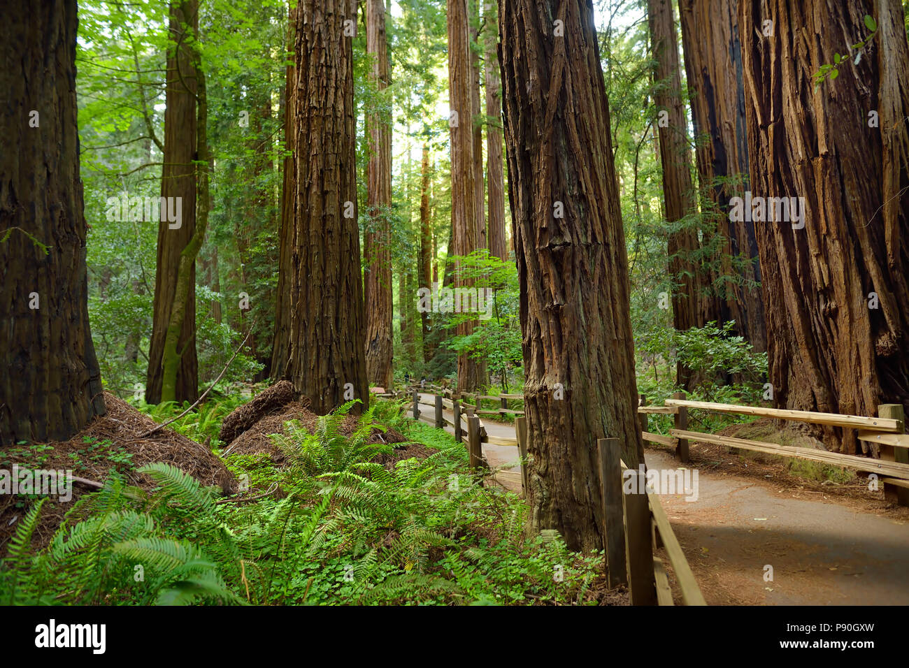 Hiking trails through giant redwoods in Muir forest near San Francisco