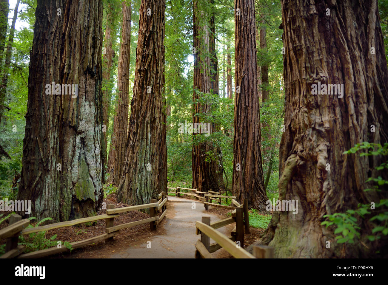 Hiking trails through giant redwoods in Muir forest near San Francisco