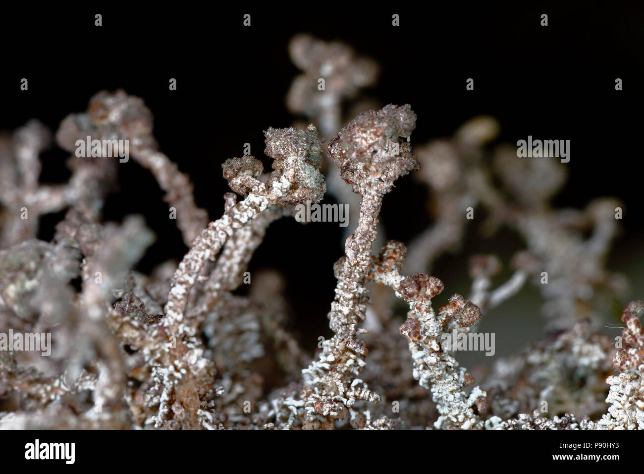 snow lichen (Stereocaulon sp.) in his natural environment. Huancayo - Perú Stock Photo