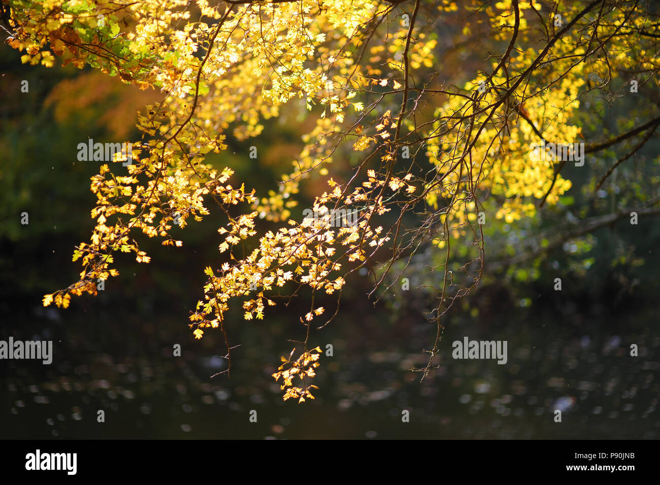 Beautiful golden autumn leaves on a tree branch Stock Photo - Alamy