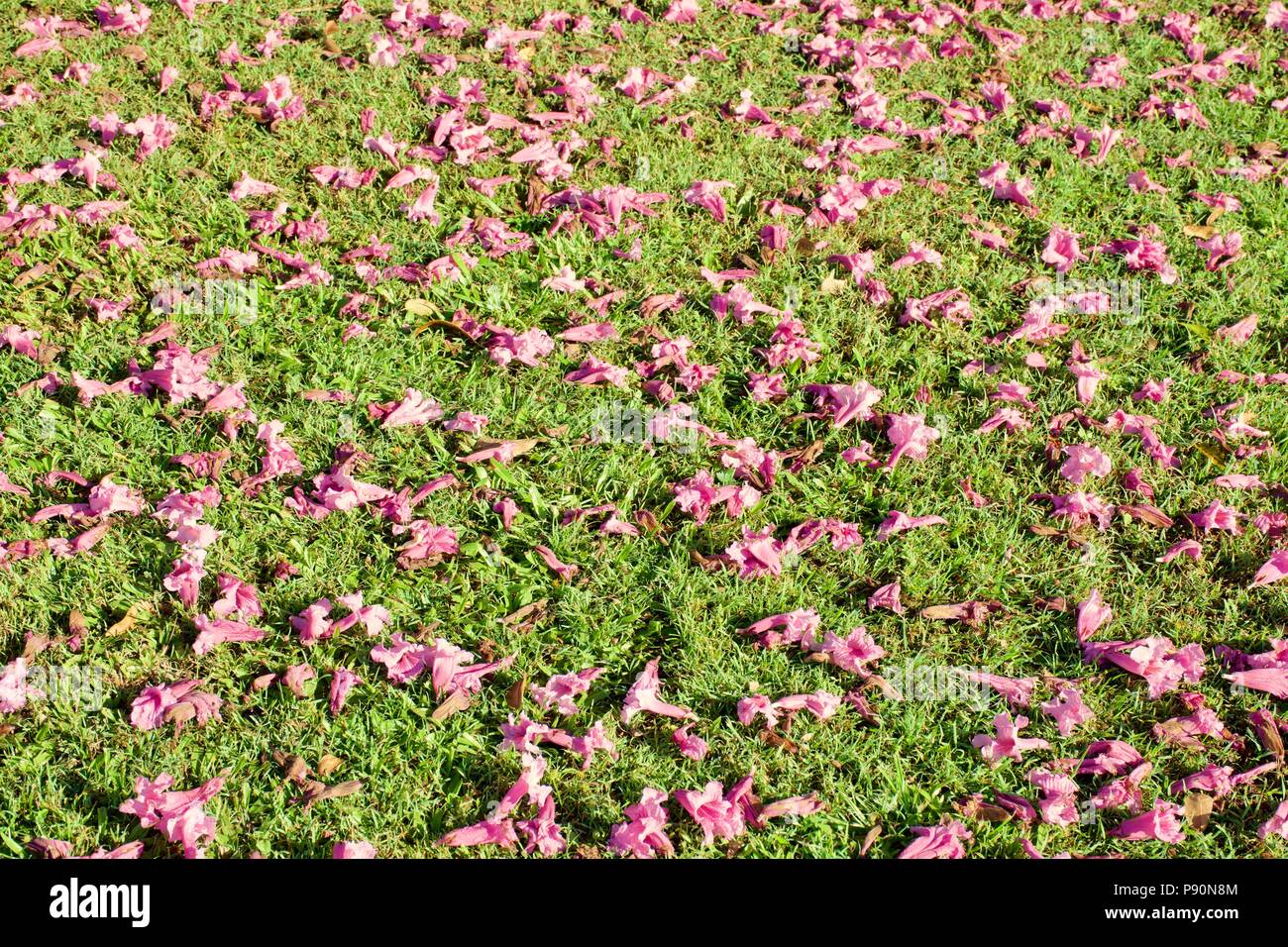 Fallen blossoms of the  Pink Trumpet Tree (Tabebuia impetiginosa) carpeting the ground around the base of the trees trunk Stock Photo