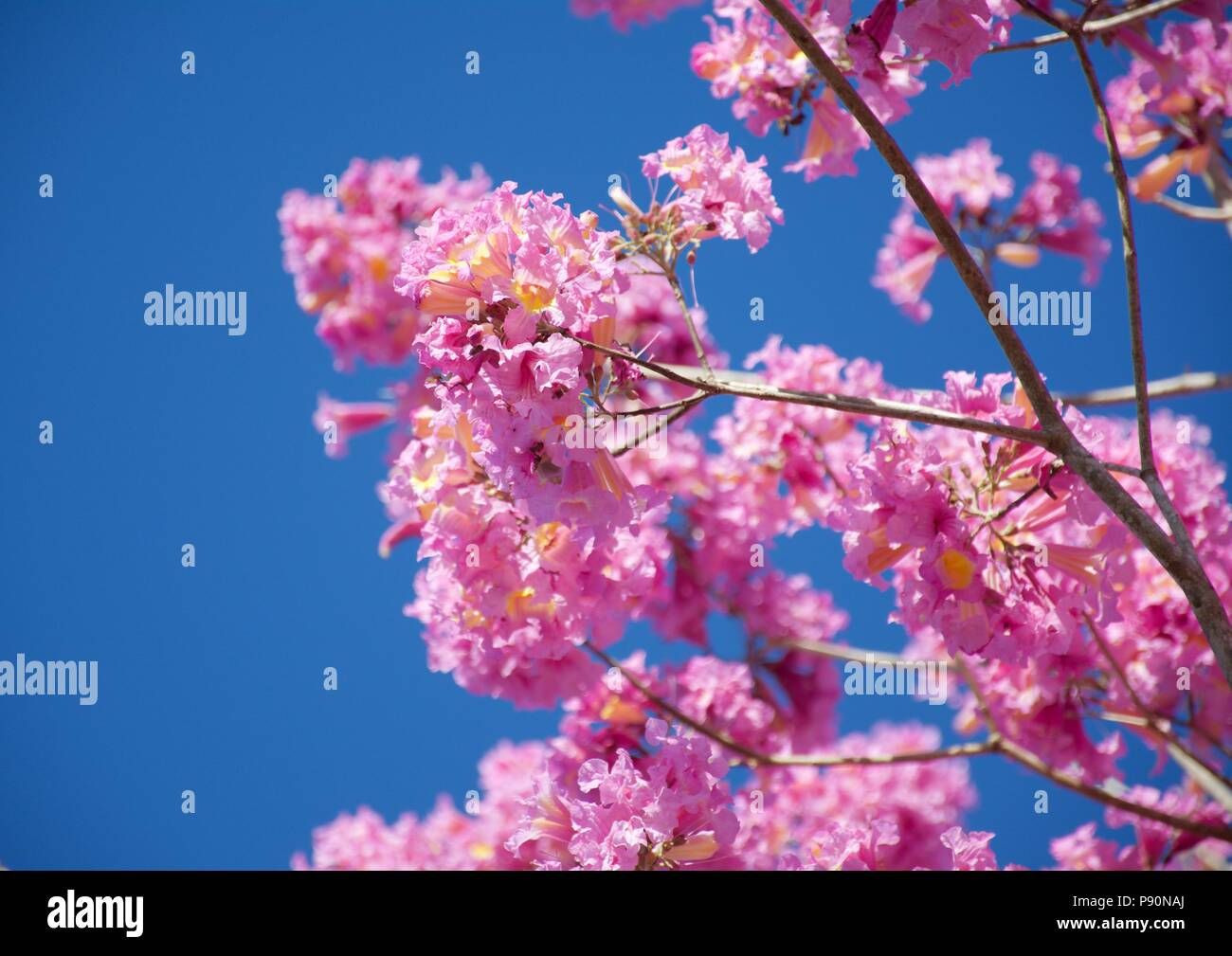 Beautiful flowers of the tropical Pink Trumpet Tree (Tabebuia impetiginosa) against a blue sky Stock Photo