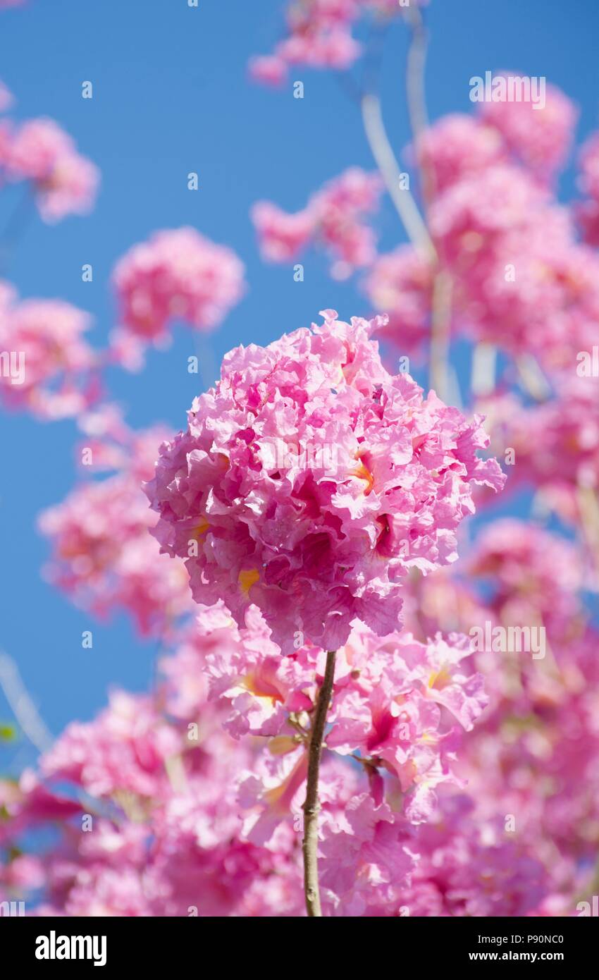 Beautiful flowers of the tropical Pink Trumpet Tree (Tabebuia impetiginosa) against a blue sky Stock Photo