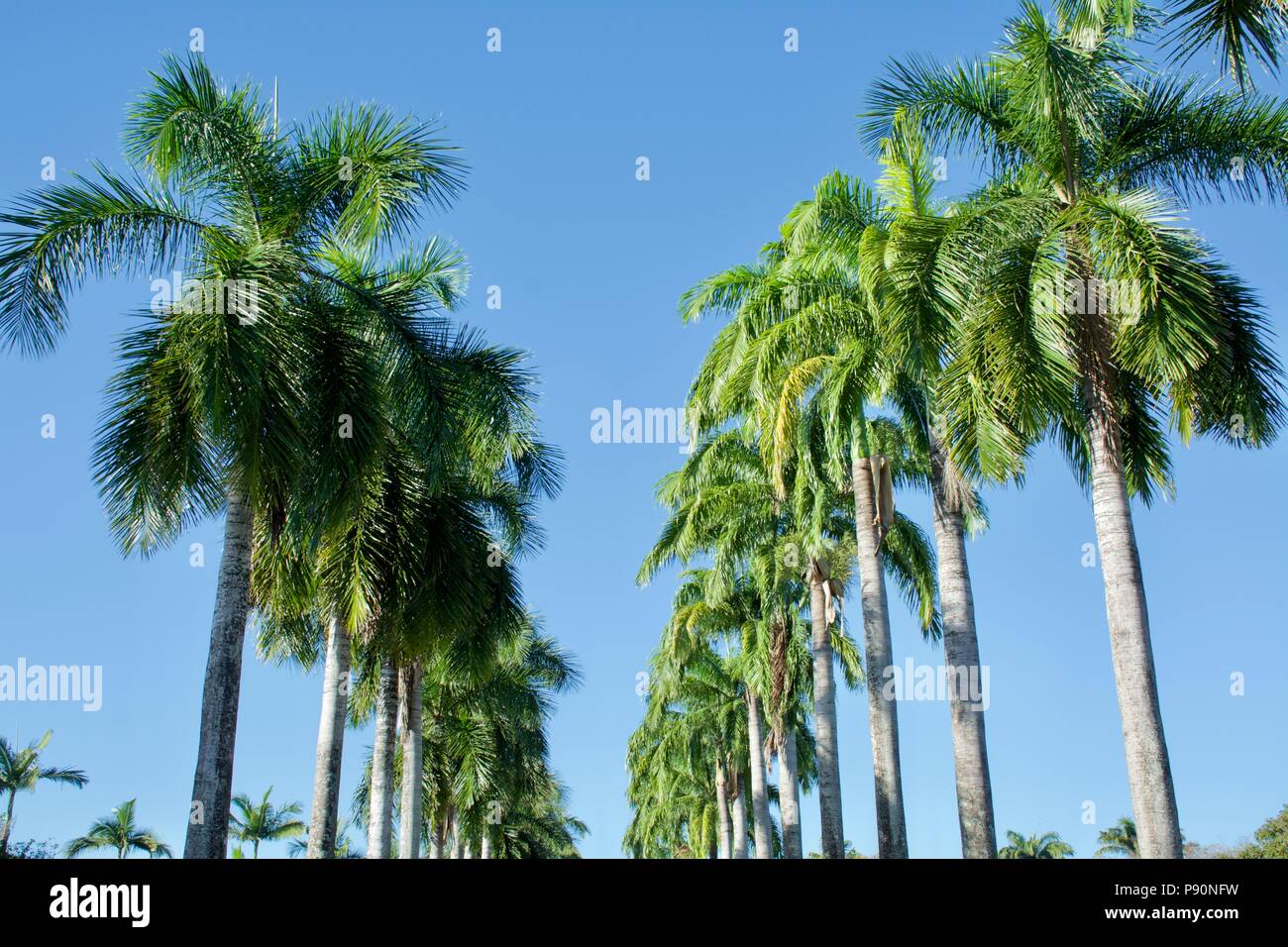 Avenue of Cuban Royal Palm Palms  with tall trunks and brilliant green fronds agains a clear blue sky Stock Photo