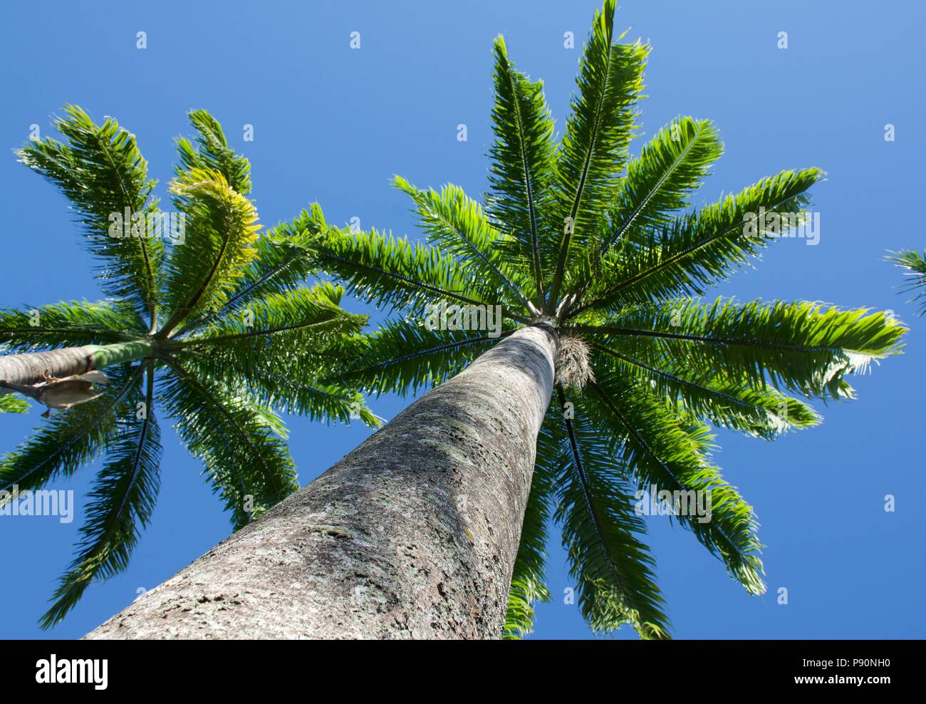 Avenue of Cuban Royal Palm Palms  with tall trunks and brilliant green fronds agains a clear blue sky Stock Photo