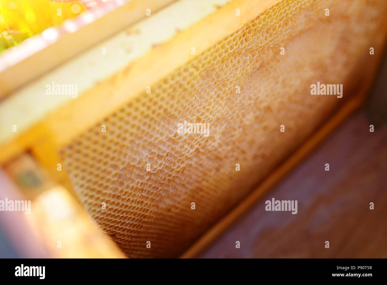 Background texture and pattern of a section of wax honeycomb from a bee hive filled with golden honey in a full frame view. Stock Photo