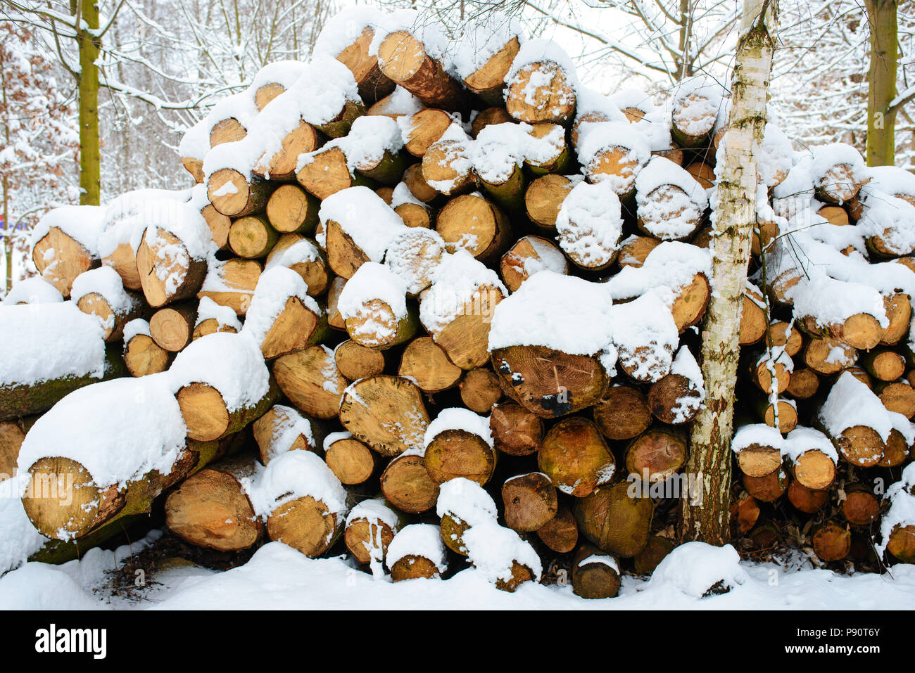 Logging stack in the forest during the winter Stock Photo Alamy