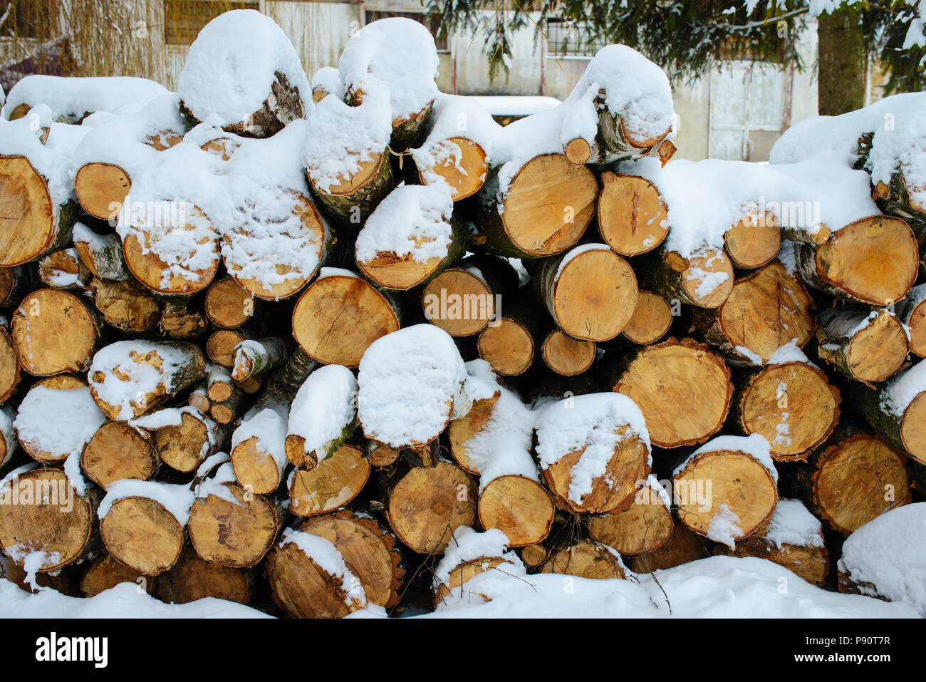 Logging stack in the forest during the winter Stock Photo - Alamy