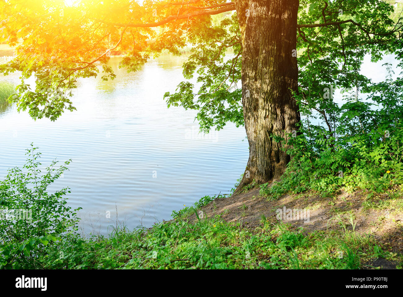 river bank with one tree on a wonderful summer day Stock Photo - Alamy