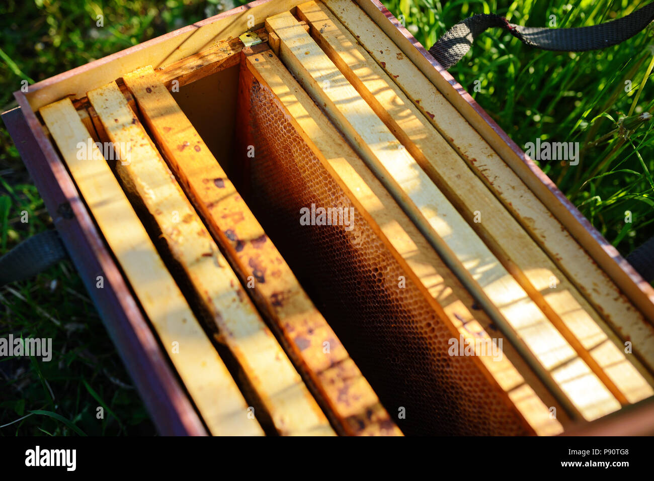 Beekeeper holding frame of honeycomb with bees. Stock Photo