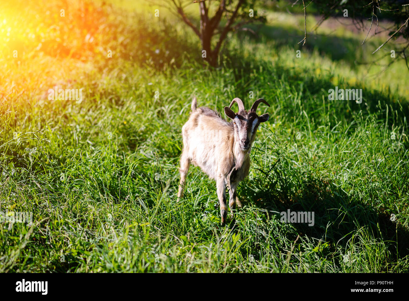 white goat grazing on a green meadow on a sunny day. Stock Photo