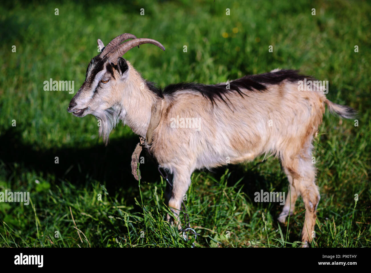 white goat grazing on a green meadow on a sunny day. Stock Photo