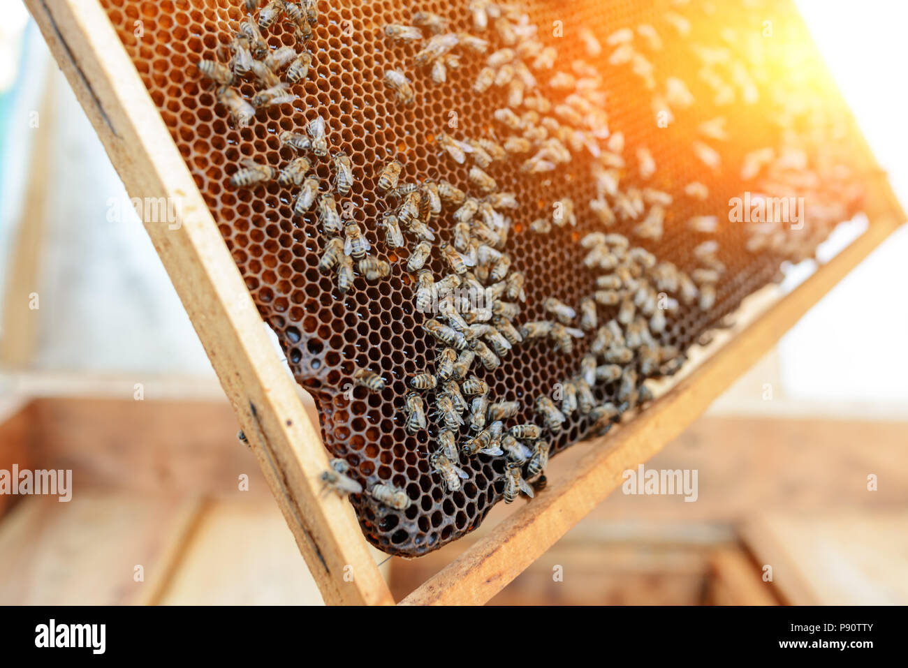 Beekeeper holding frame of honeycomb with bees. Stock Photo