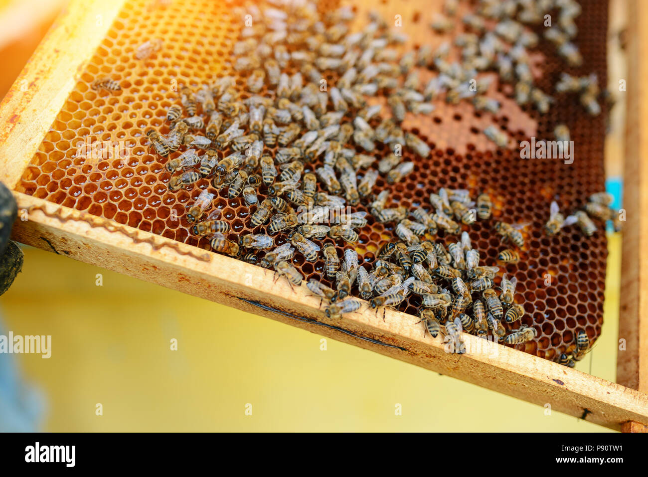 Beekeeper holding frame of honeycomb with bees. Stock Photo