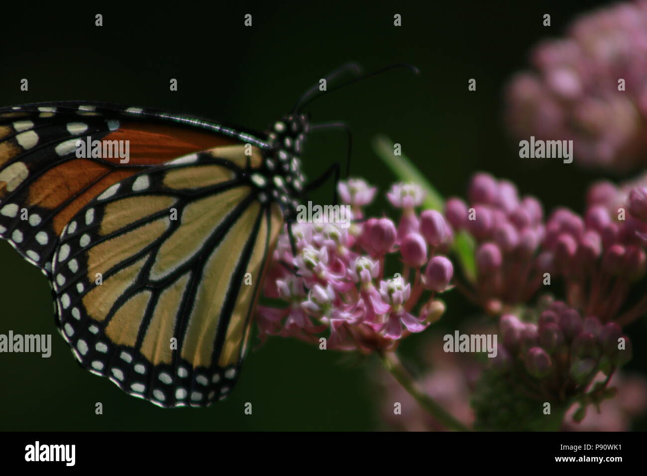 Monarch butterfly feeding on milkweed in gRAND BEND ONTARIO. Stock Photo