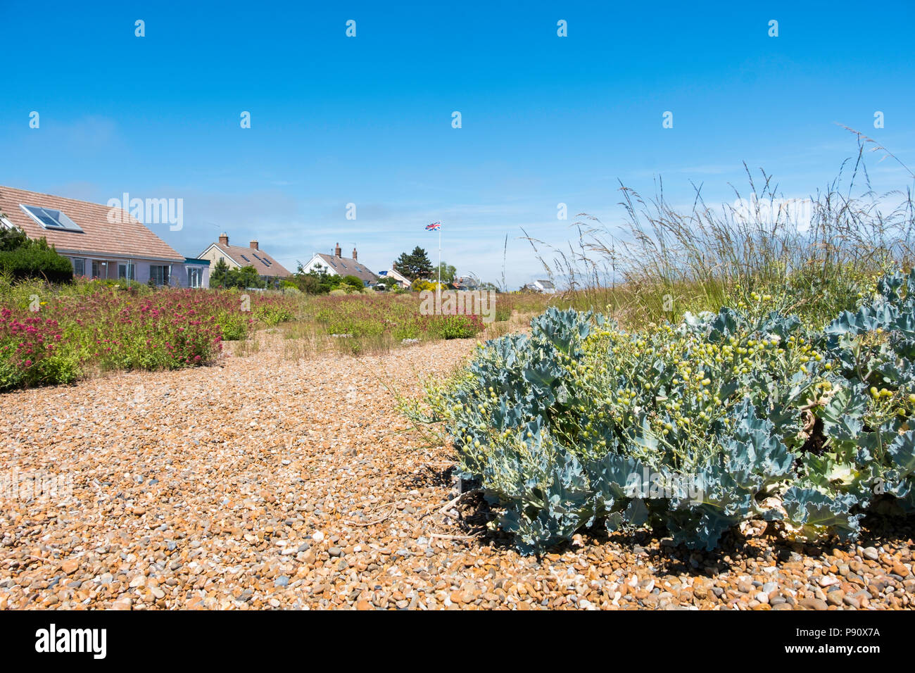 Sea Kale (Crambe maritima) at Shingle Street on the Suffolk coast at the mouth of Orford Ness. Stock Photo